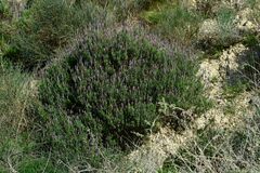 Lavandula dentata