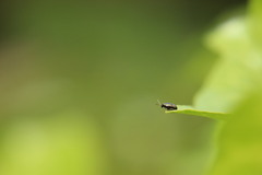 Chaetocnema concinna