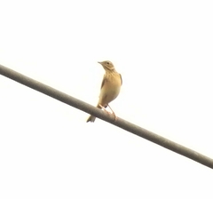 Anthus godlewskii