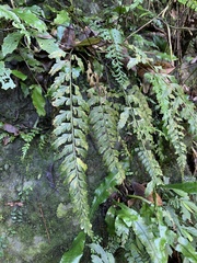 Asplenium cuneatiforme