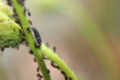 Coccinella septempunctata
