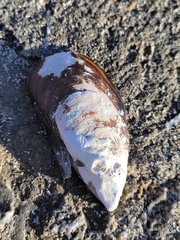 Mytilus galloprovincialis