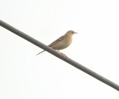 Anthus godlewskii