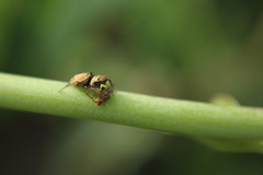 Heliophanus tribulosus