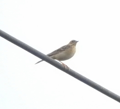 Anthus godlewskii