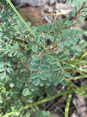Indigofera adenoides