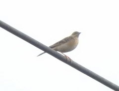 Anthus godlewskii