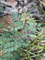 Indigofera adenoides