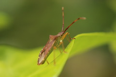 Gonocerus acuteangulatus