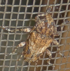 Aegomorphus brunnescens