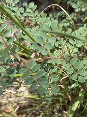 Indigofera adenoides