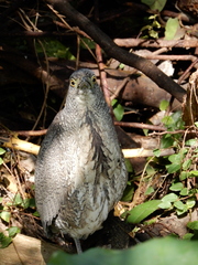 Gorsachius melanolophus