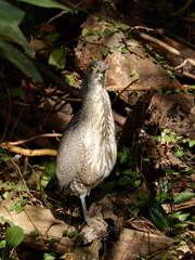 Gorsachius melanolophus