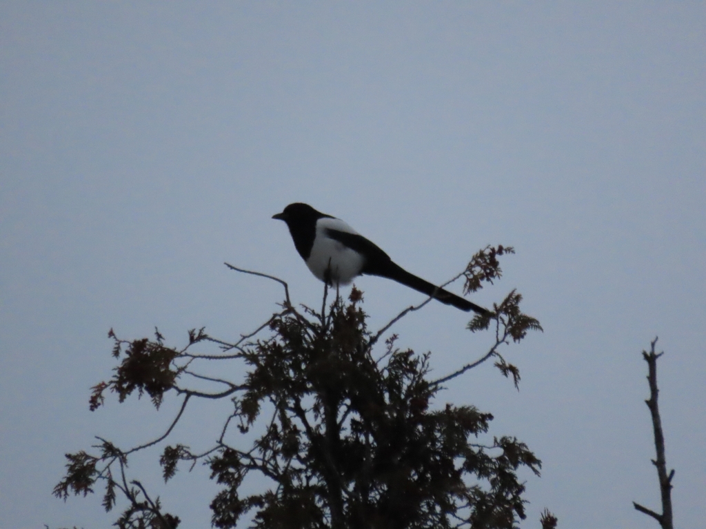 Black-billed Magpie