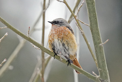 Phoenicurus erythronotus