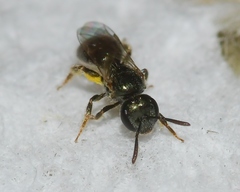 Lasioglossum imitatum
