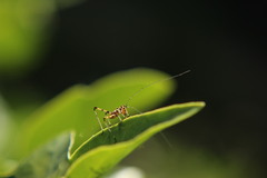 Phaneroptera