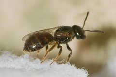 Lasioglossum imitatum