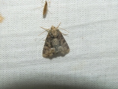 Oligia latruncula