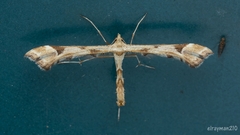 Platyptilia carduidactylus