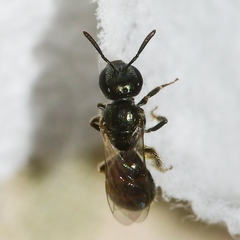 Lasioglossum imitatum