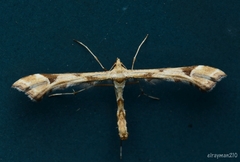 Platyptilia carduidactylus
