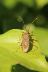 Gonocerus acuteangulatus