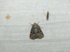 Oligia latruncula