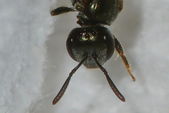 Lasioglossum imitatum