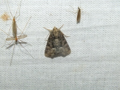 Oligia latruncula