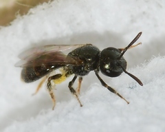Lasioglossum imitatum