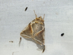 Habrosyne pyritoides