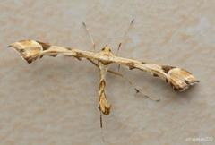Platyptilia carduidactylus
