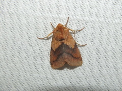 Pyrrhia exprimens