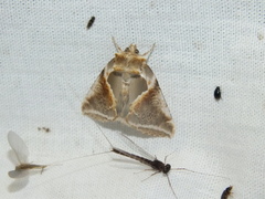Habrosyne pyritoides