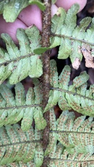 Dryopteris affinis borreri