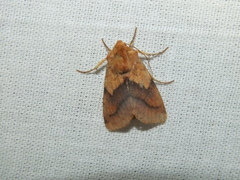 Pyrrhia exprimens