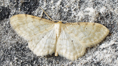 Idaea fuscovenosa