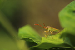 Gonocerus acuteangulatus