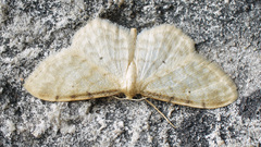 Idaea fuscovenosa