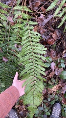 Dryopteris affinis borreri