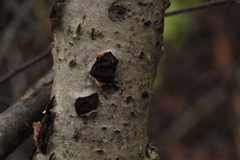 Biscogniauxia marginata