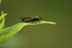 Chloromyia formosa