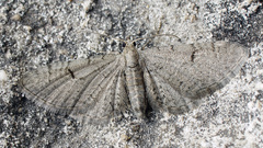 Eupithecia extraversaria