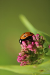 Coccinella septempunctata