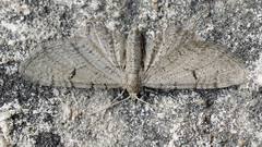 Eupithecia extraversaria