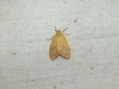 Miltochrista miniata