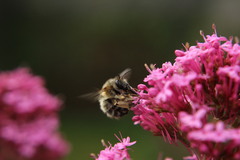 Anthophora plumipes