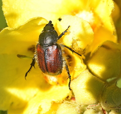 Blitopertha lineolata
