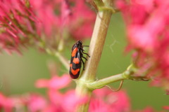 Cercopis vulnerata